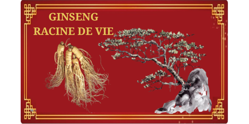 Ginseng une longue histoire ...
